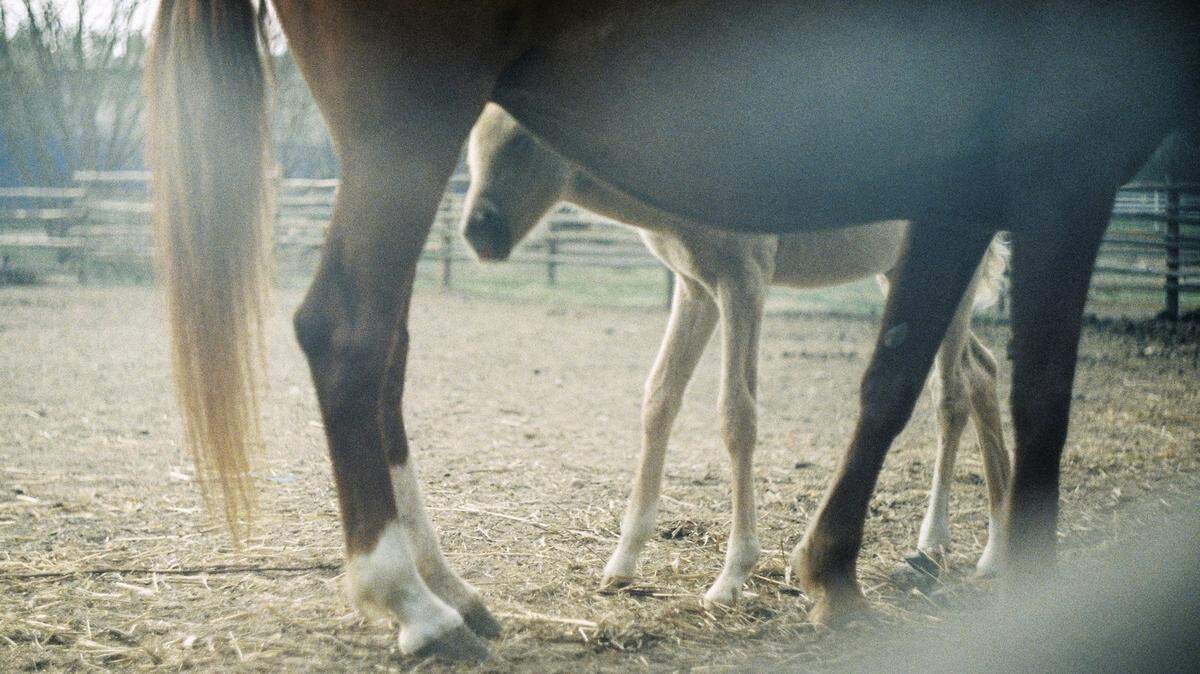 A mother was riding a horse inside a fairgrounds building as her child was left abandoned in a hot pickup truck, authorities said.