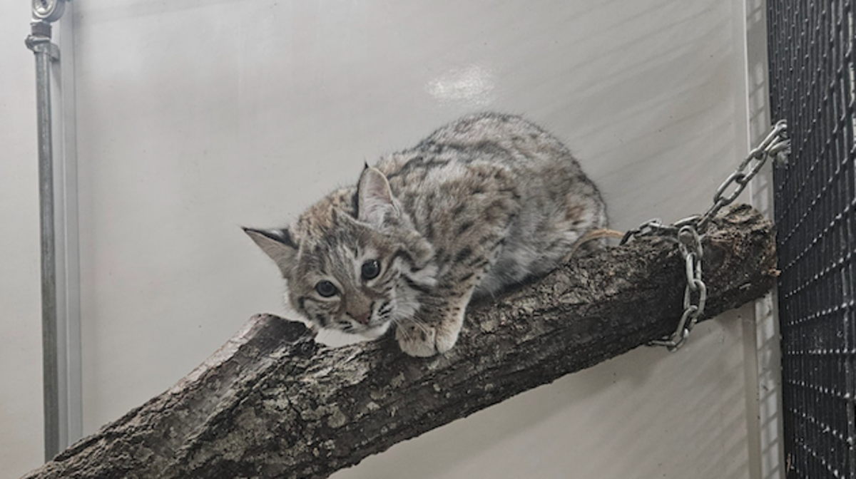 A 9-month-old bobcat named Grace has escaped from the Washington Park Zoo in Michigan City, Indiana.