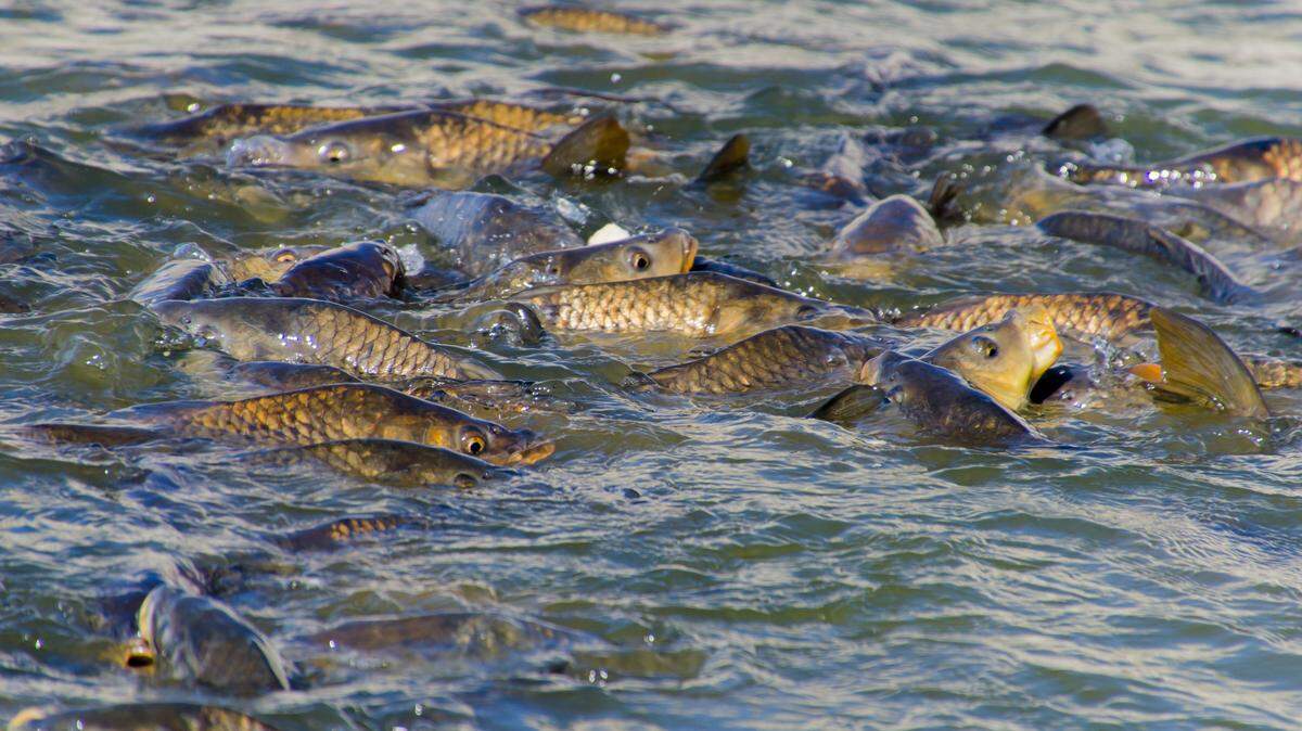 Officials said more than a dozen fish species were impacted by the spill, including the common carp, represented in this photo.