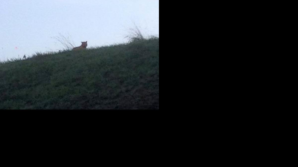 
This photo provided by the town council of Montevrain, east of Paris, Thursday, Nov.13, 2014 shows what is described as a tiger. 

