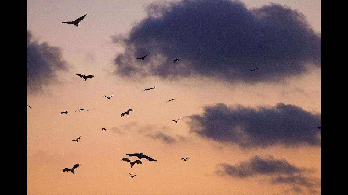 A lawsuit filed in Michigan against Airbnb claims that a group of women staying at a rental were attacked by swarming bats.