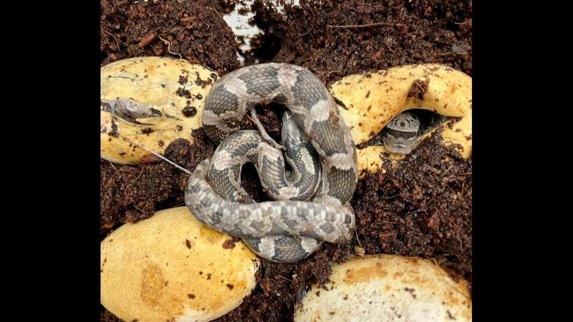 An Oklahoma resident found several snake eggs inside a newly purchased bag of mulch, according to wildlife experts at WildCareOklahoma.
