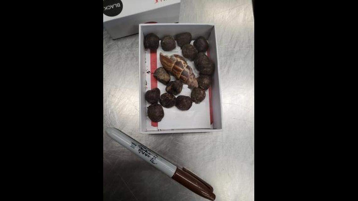 Security stopped a woman and seized her box full of giraffe poop at Minneapolis - St. Paul Airport in Minnesota, federal officials say.