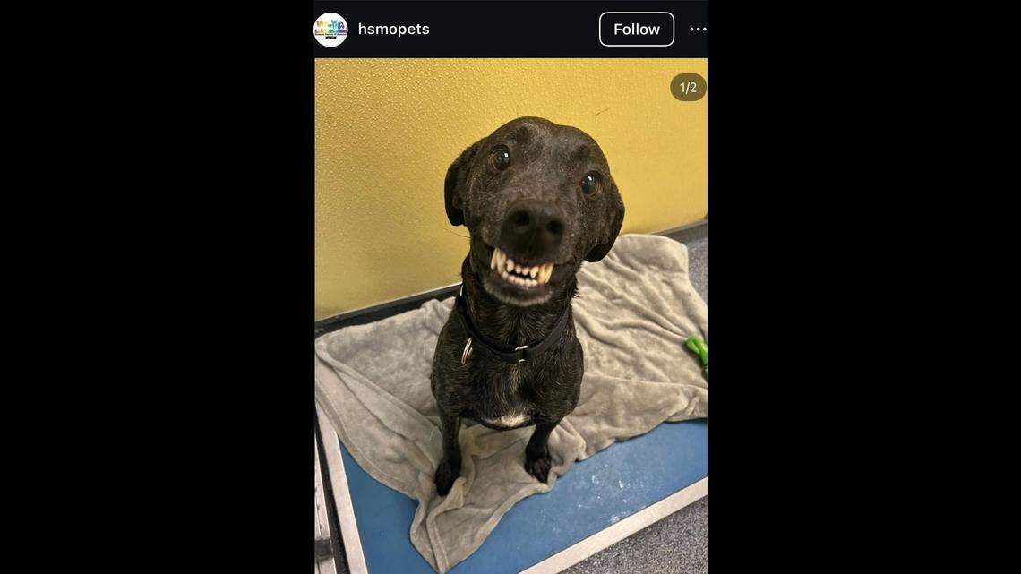 A dog named March is looking to be fostered, a Missouri animal shelter said.