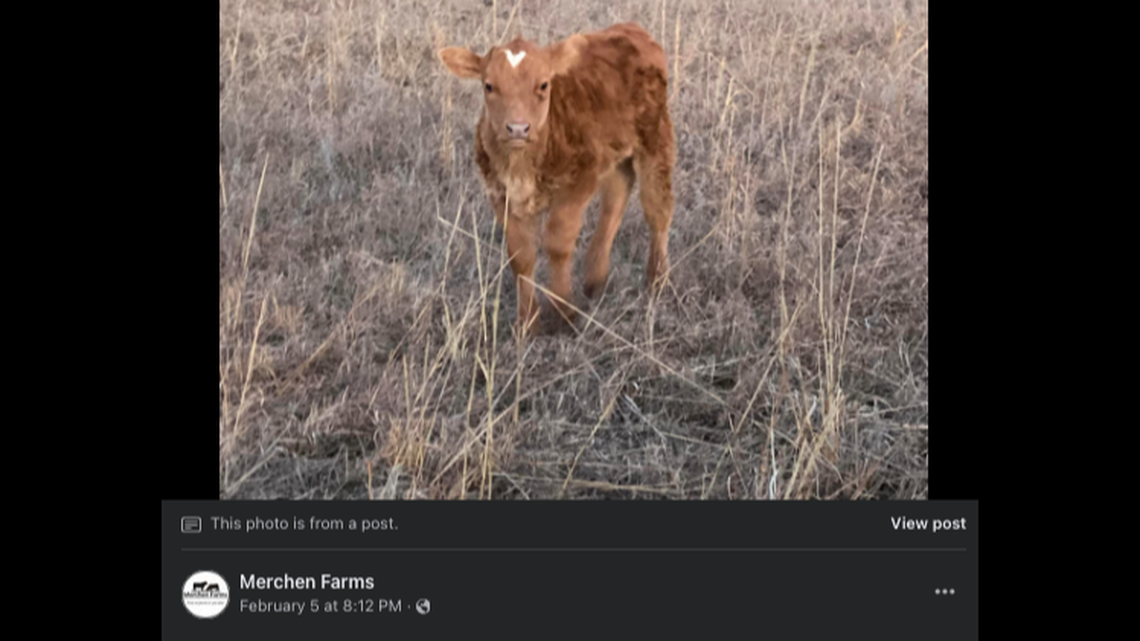 A calf was born at Merchen Farms in Oklahoma with a heart-shaped spot on its head.