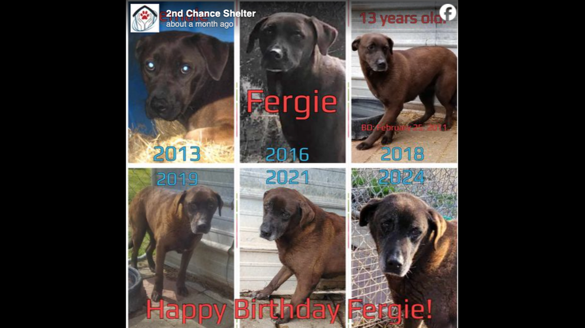 Fiona, a dog that spent 11 years at an Alabama animal shelter, finally has a new home in Wisconsin.