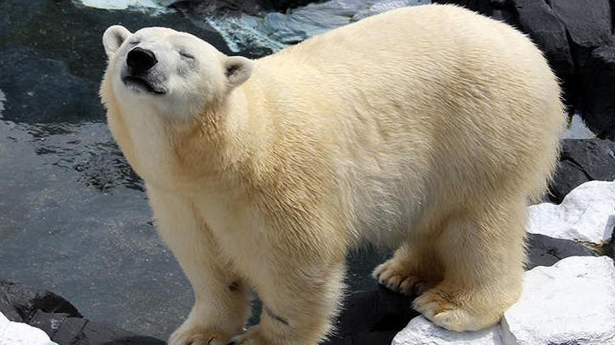 A 21-year-old polar bear at SeaWorld in San Diego died unexpectedly on Tuesday, and animal activists believe Szenja died of a broken heart. Her companion bear of more than 20 years was moved to a Pennsylvania zoo in February to breed.