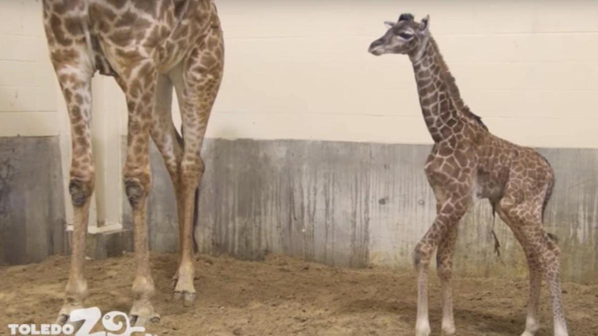 A female Masai giraffe entered the world at the Toledo Zoo weighing 130 pounds and standing 5 feet, 7 inches. Her name is Kipenzi, which means beloved or precious one in Swahili.