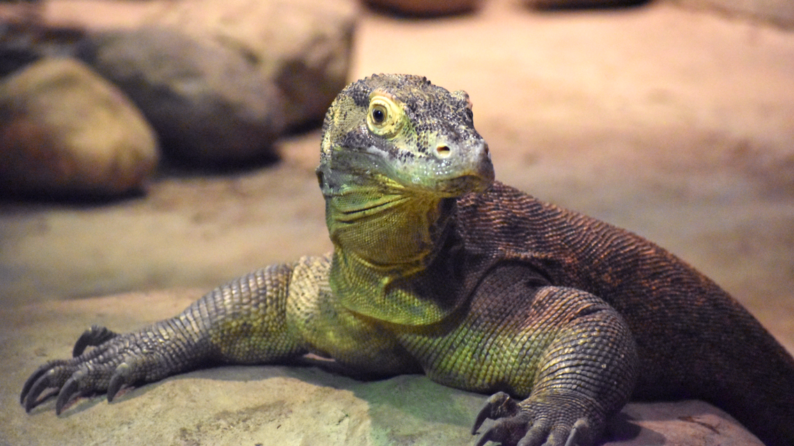 A Komodo dragon attacked a worker at Akron Zoo in Ohio, officials say.