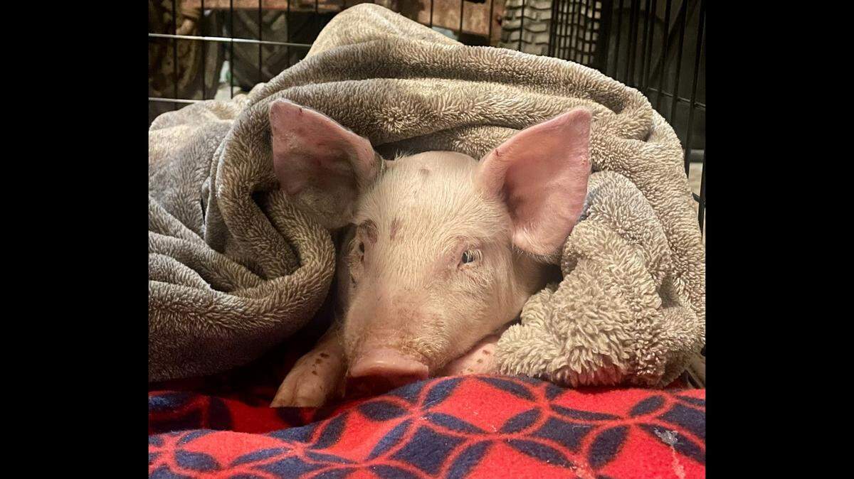 Romeo was rescued by a passerby after falling onto the Pennsylvania Turnpike, rescuers said.