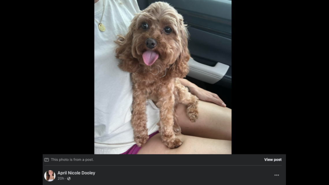 Opal, a 5-pound mixed-breed dog, is missing after a woman’s car was stolen with the pup inside.