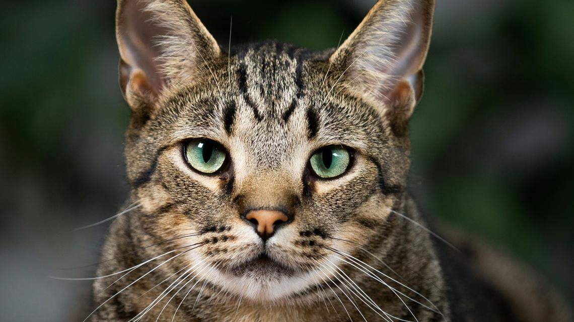 An Ohio woman says her cat is to blame for a house fire during April’s solar eclipse.