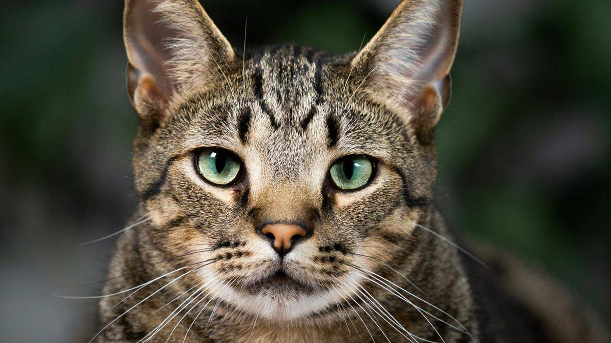 An Ohio woman says her cat is to blame for a house fire during April’s solar eclipse.