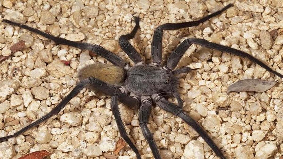 A new species of large cave-dwelling spider, Califorctenus cacachilensis, has been discovered in Baja California Sur.
