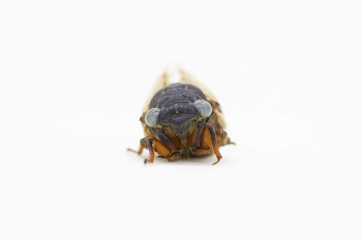 The blue-eyed cicada is considered “one-in-a-million.”