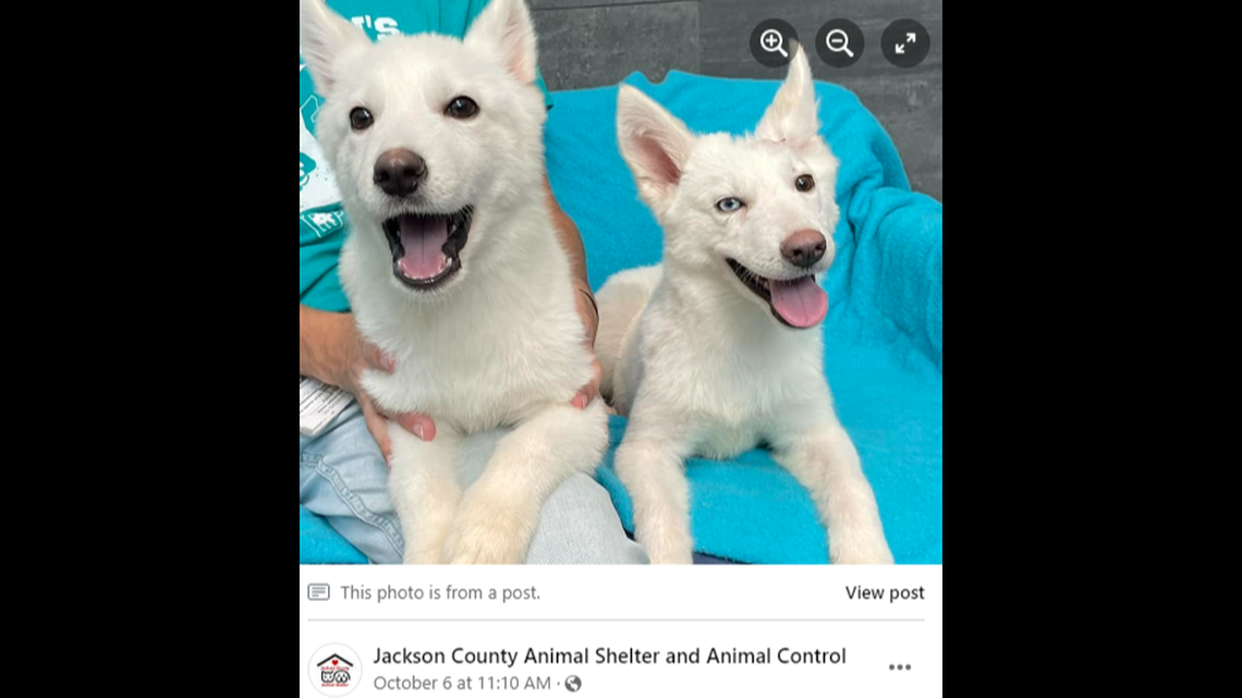 Two husky puppies, Reign and Ryder, were tossed over a fence at a Michigan animal shelter.