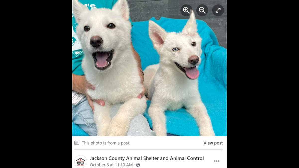 Two husky puppies, Reign and Ryder, were tossed over a fence at a Michigan animal shelter.