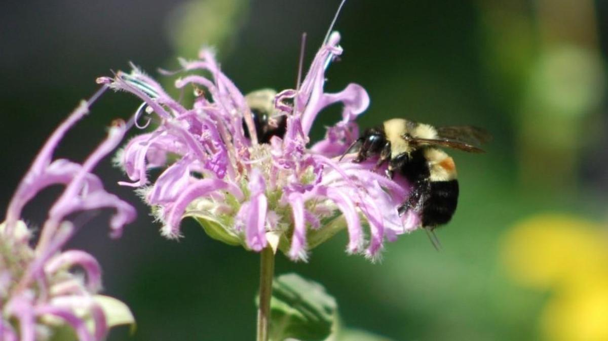 The rusty patched bumblebee has been given federal endangered species status.