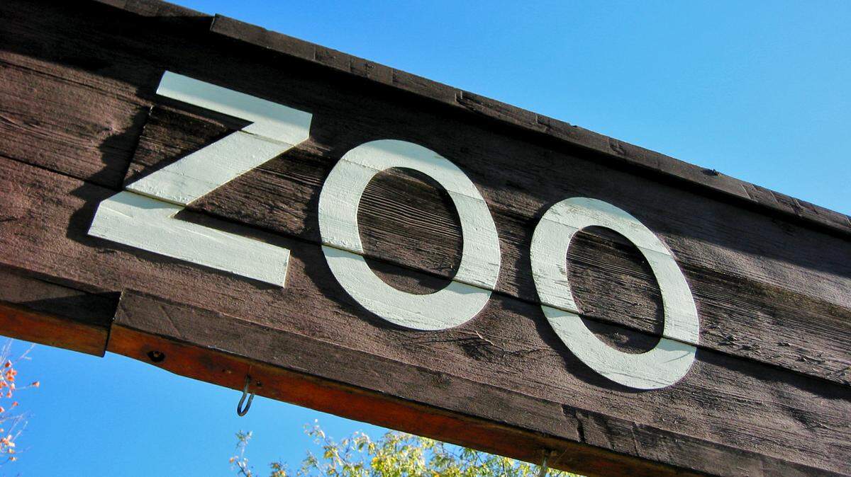 Potter Park Zoo in Lansing, Michigan, is celebrating the birth of an endangered red panda cub.