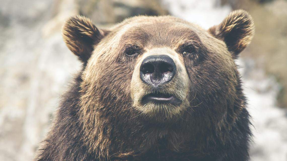 File photo of a grizzly bear. A hunter shot a charging grizzly bear Sept. 12 near Fairfield, Montana, officials said.