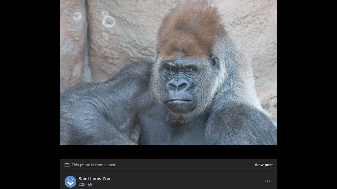A gorilla named Little Joe died of a heart attack at the Saint Louis Zoo, officials said.