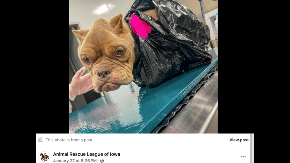 An emaciated dog found inside a trash bag has now been adopted by his foster family.