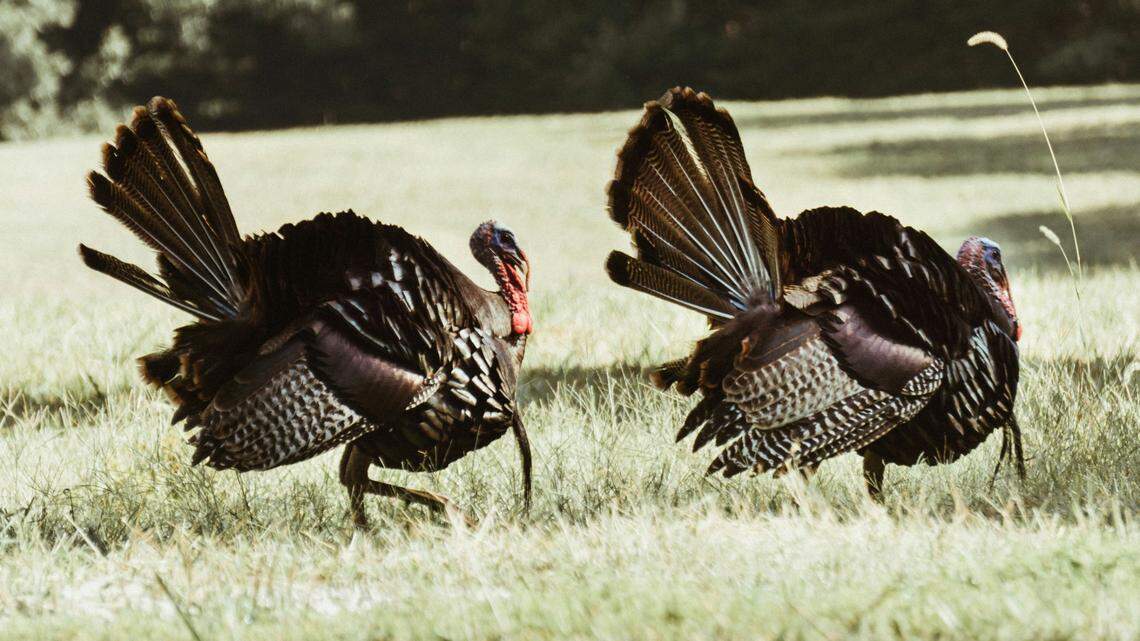 A turkey hunter was shot during the first day of legal hunting season in Oklahoma, officials say.