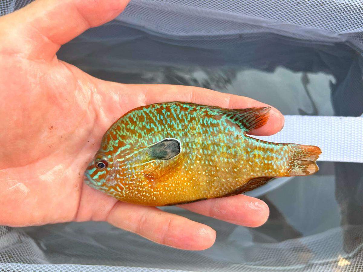 A longear sunfish was documented in Nebraska for the first time.