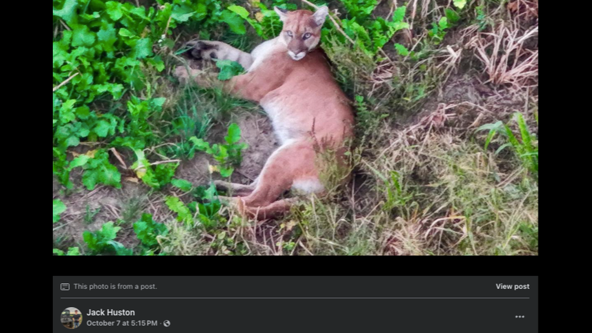 While flying a drone, Jack Huston discovered what he initially thought was a deer, but it was a mountain lion.