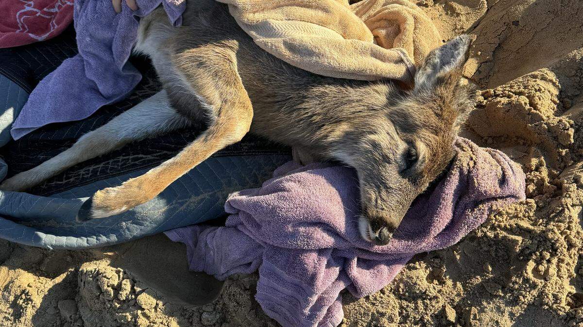 Concerned residents snuggled deer in blankets to fight hypothermia after firefighters pulled them from icy lake in Michigan.