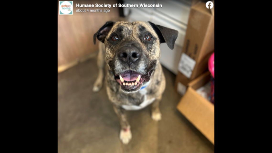 Kenneth the dog spent more than 500 days available for adoption but finally has a new home.