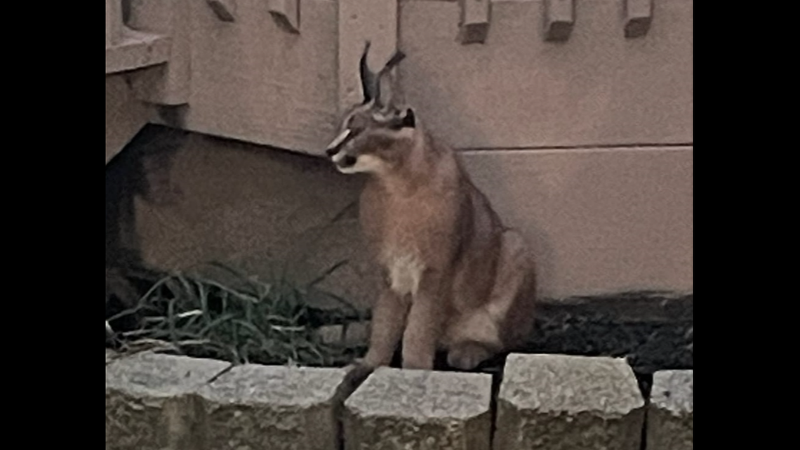 Police are asking the public not to approach or feed the wild cat.