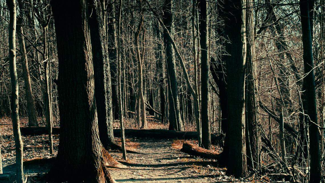 A gray wolf believed to be a coyote was harvested in Michigan, officials say.