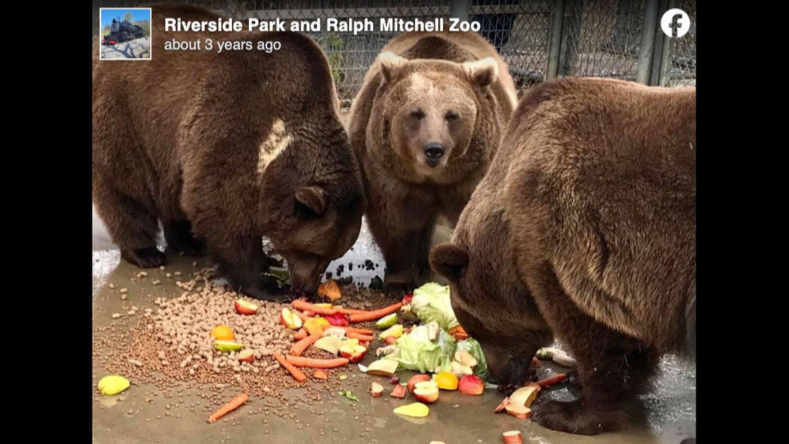 A bear nearly escaped from its enclosure at Ralph Mitchell Zoo in Independence, Kansas, officials say.