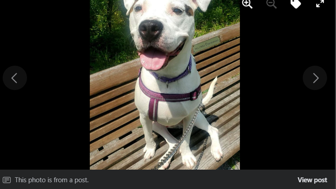 A puppy in Ohio is in need of a home two years after he was left to die on the side of a road.