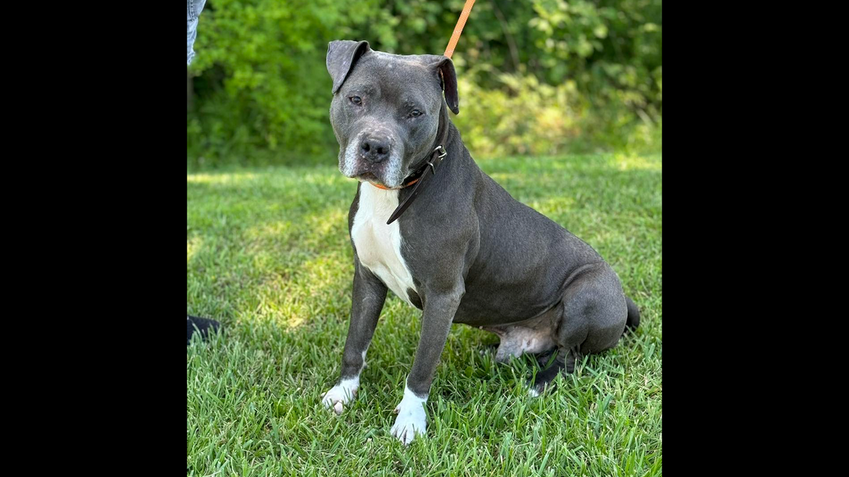 A pit bull/terrier mix named Gus has a new home after his previous owners asked to euthanize him — even though he didn’t need to be.