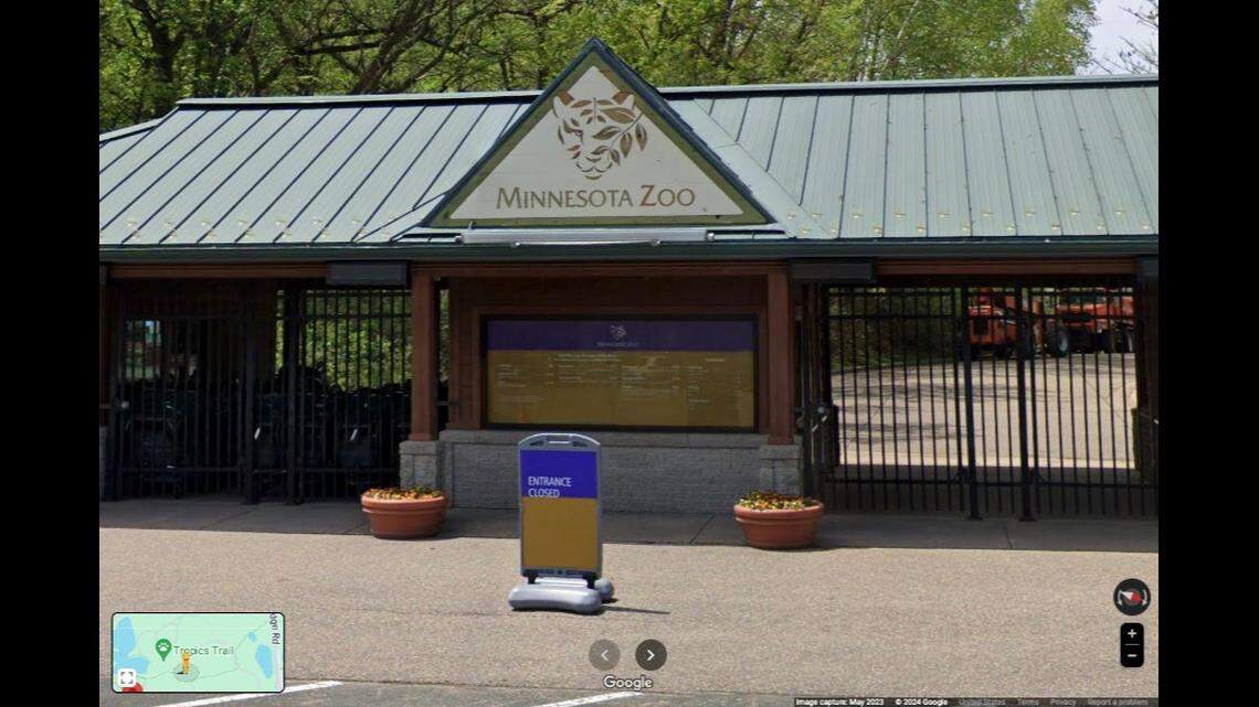 A Eurasian eagle owl was eaten by a tiger at the Minnesota Zoo after flying away from its handler, officials say.