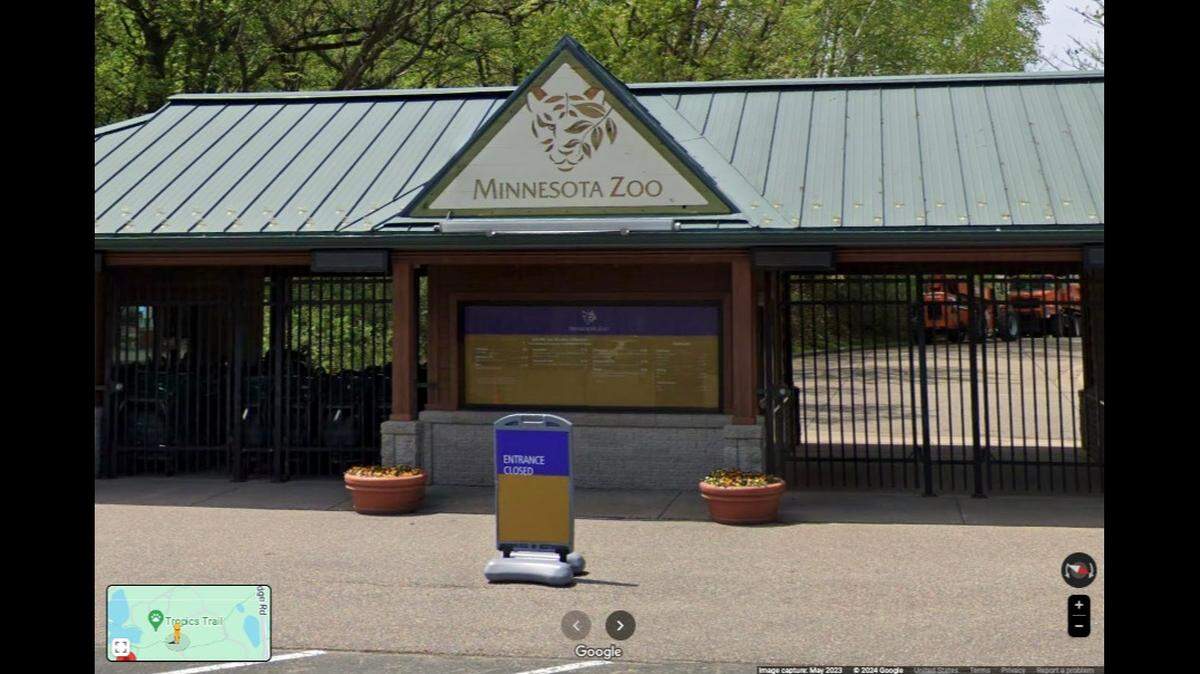 A Eurasian eagle owl was eaten by a tiger at the Minnesota Zoo after flying away from its handler, officials say.