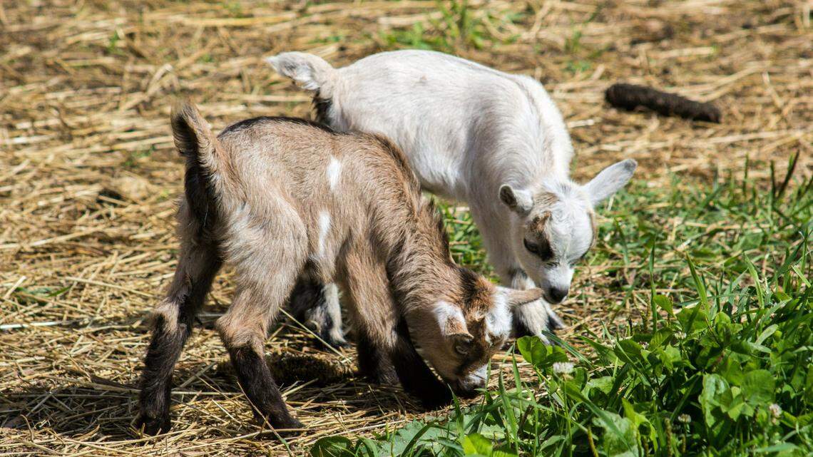 The goat was exposed to the H5N1 virus by an infected flock of poultry on the same farm, Minnesota animal health officials say.