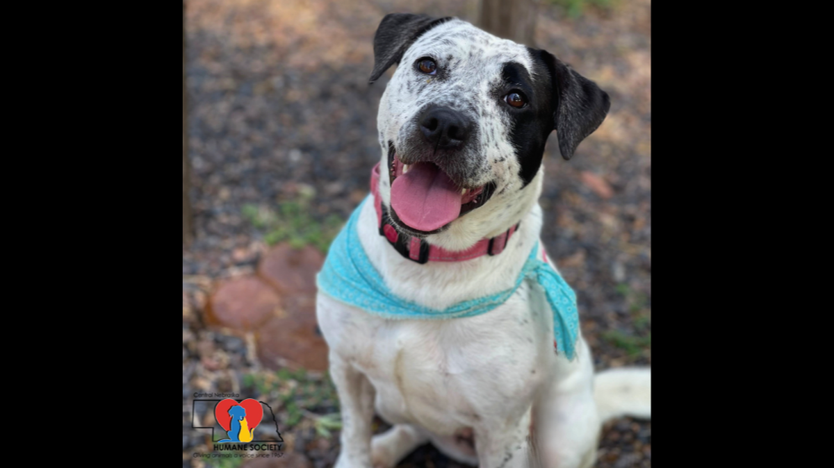 A dog named Belette has been in a Nebraska animal shelter for more than 300 days.