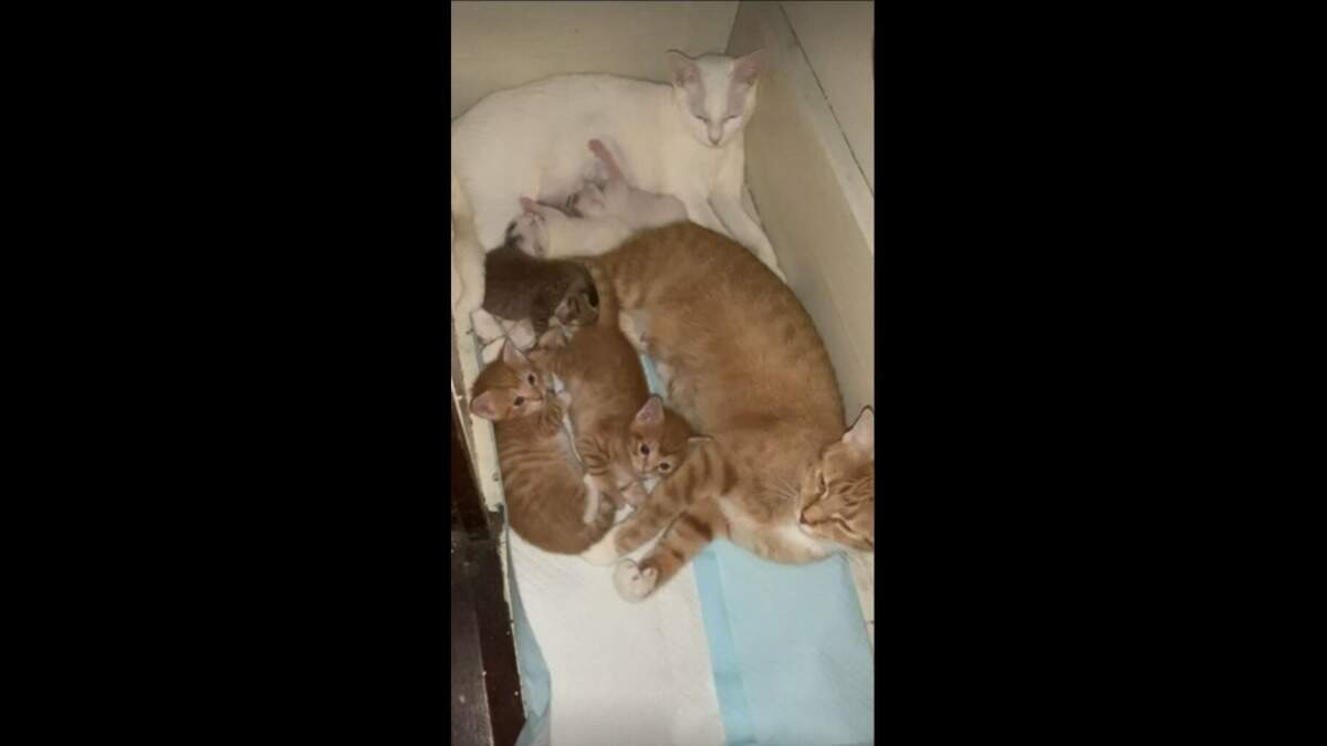 A viral TikTok shows a momma cat share her kittens with another cat who lost part of her litter.