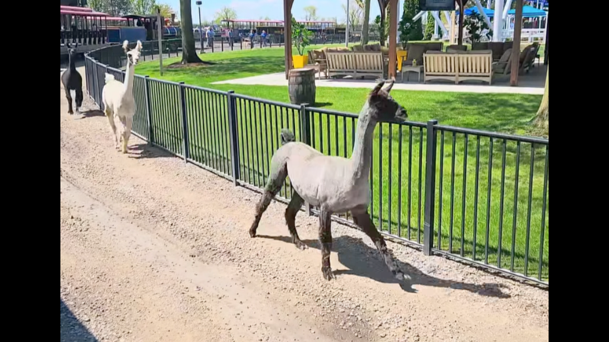 Three alpacas escaped their enclosure at Cedar Point.