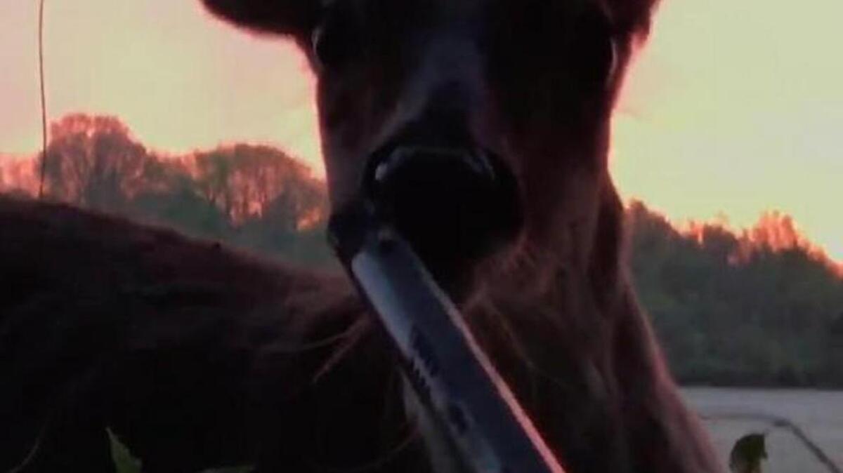 Three guys hunting turkeys over the weekend in Indiana met a very friendly deer that got up-close-and-personal with one of their guns.