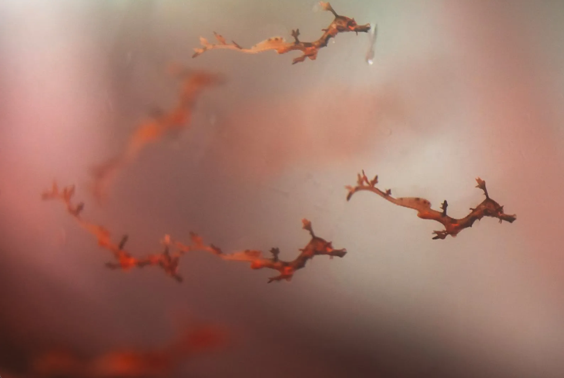 The hatchlings are just 1-inch long.