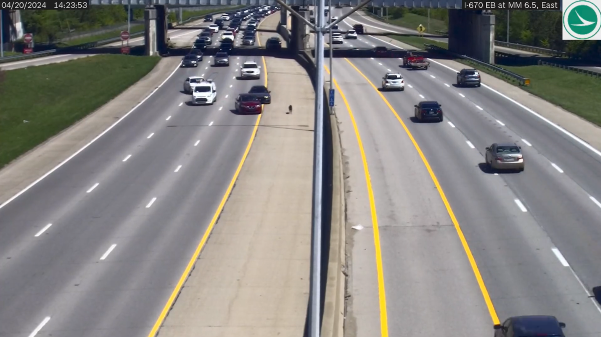 “Thanks to everyone who tried to corral it,” the Ohio Department of Transportation said in a Facebook post.