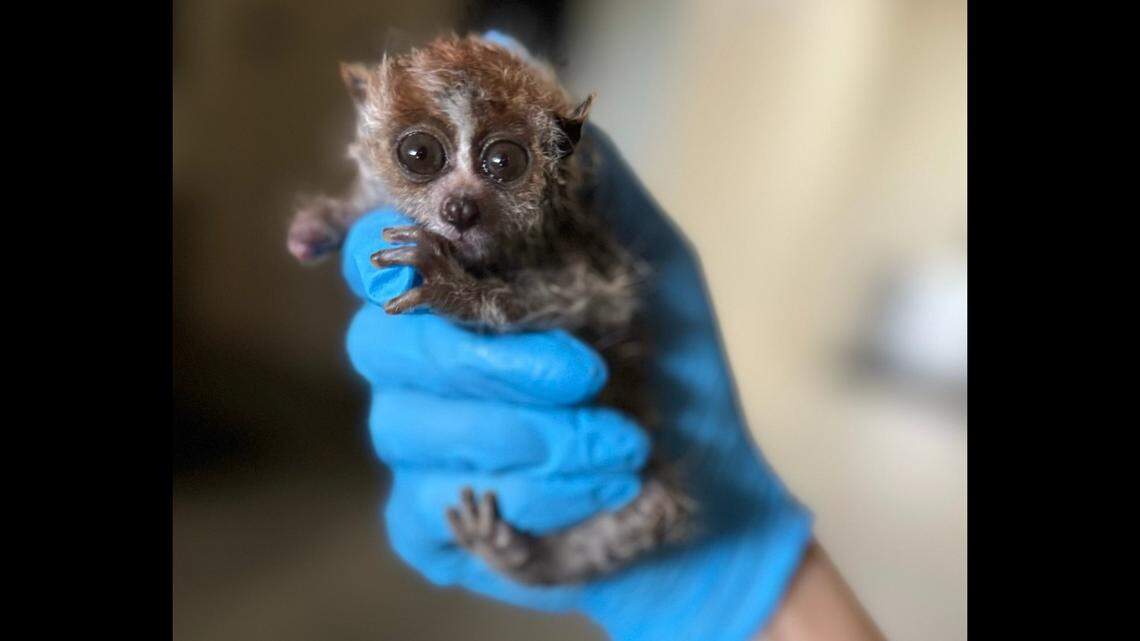 A pygmy slow loris was given the name “Luke” after losing his arm in an accident.