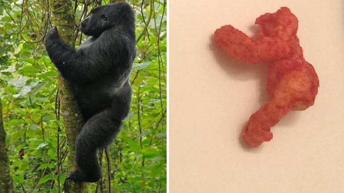 Harambe on the left, Cheeto on the right. The Cheeto is up for sale on eBay.