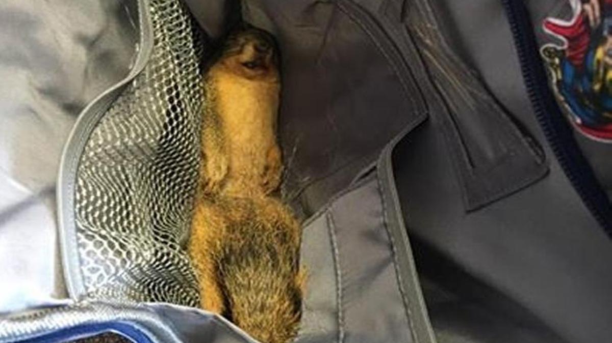 Oklahoma mom Ladye Hobson was mortified when her 8-year-old son, Brylan, put a dead squirrel in his expensive backpack and smuggled it into school this week.