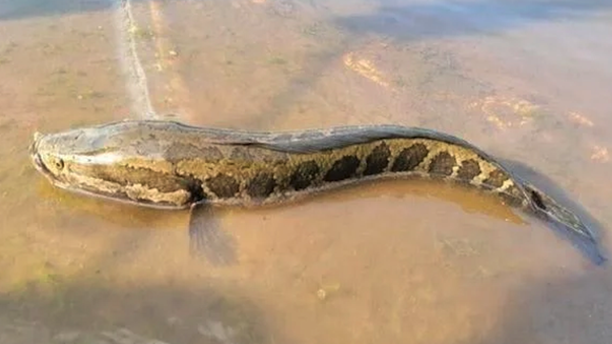 An image of a snakehead fish.