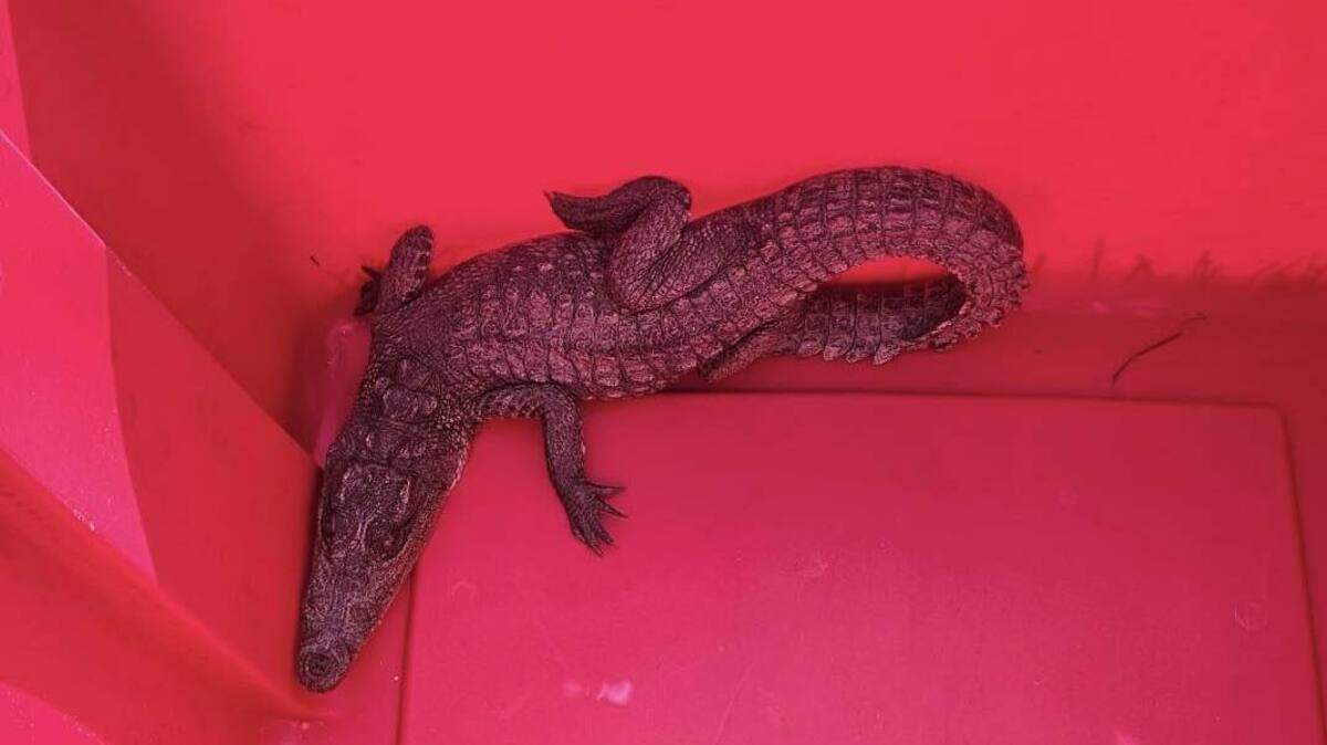 The crocodile, native to South America, was relocated to a Michigan zoo, police say.